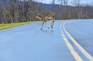 Car Accidents Involving Animals 