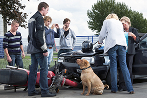 Motorcycle Accidents Caused by Dogs on the Road